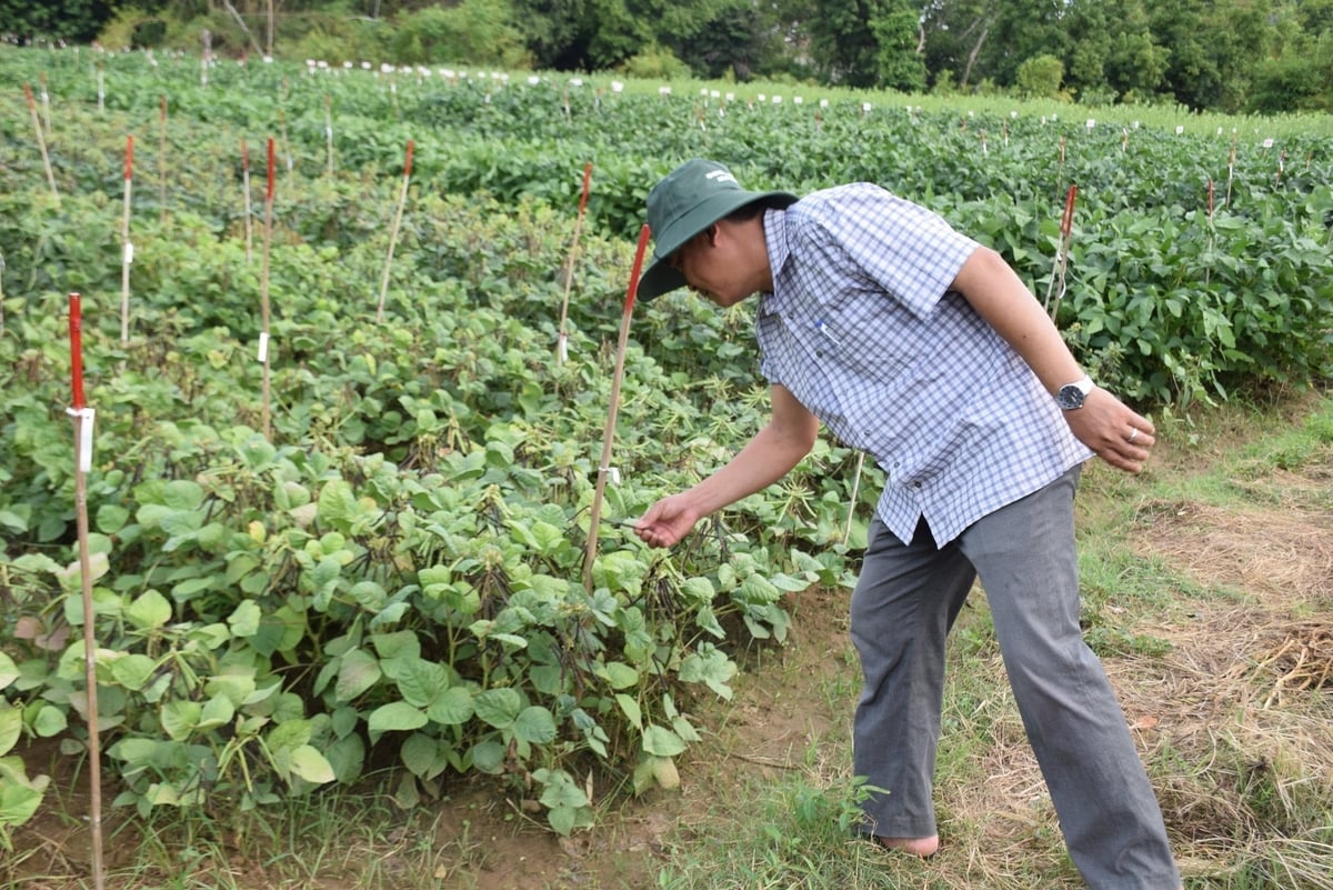 Giống ĐXBĐ.07 do ASISOV chọn tạo cho năng suất 2 - 2,5 tấn/ha, chín tập trung, kháng bệnh khảm lá. Ảnh: V.Đ.T.