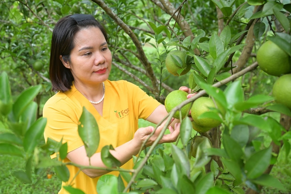 Chị Vũ Thị Lệ Thủy, Giám đốc HTX 3T Farm kiểm tra vườn cam. Ảnh: Tùng Đinh.