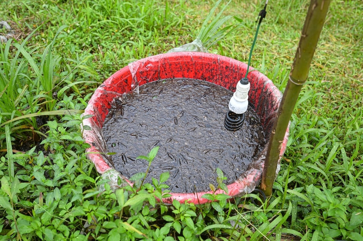 Bẫy ngài bằng đèn tại HTX 3T Farm. Ảnh: Tùng Đinh.