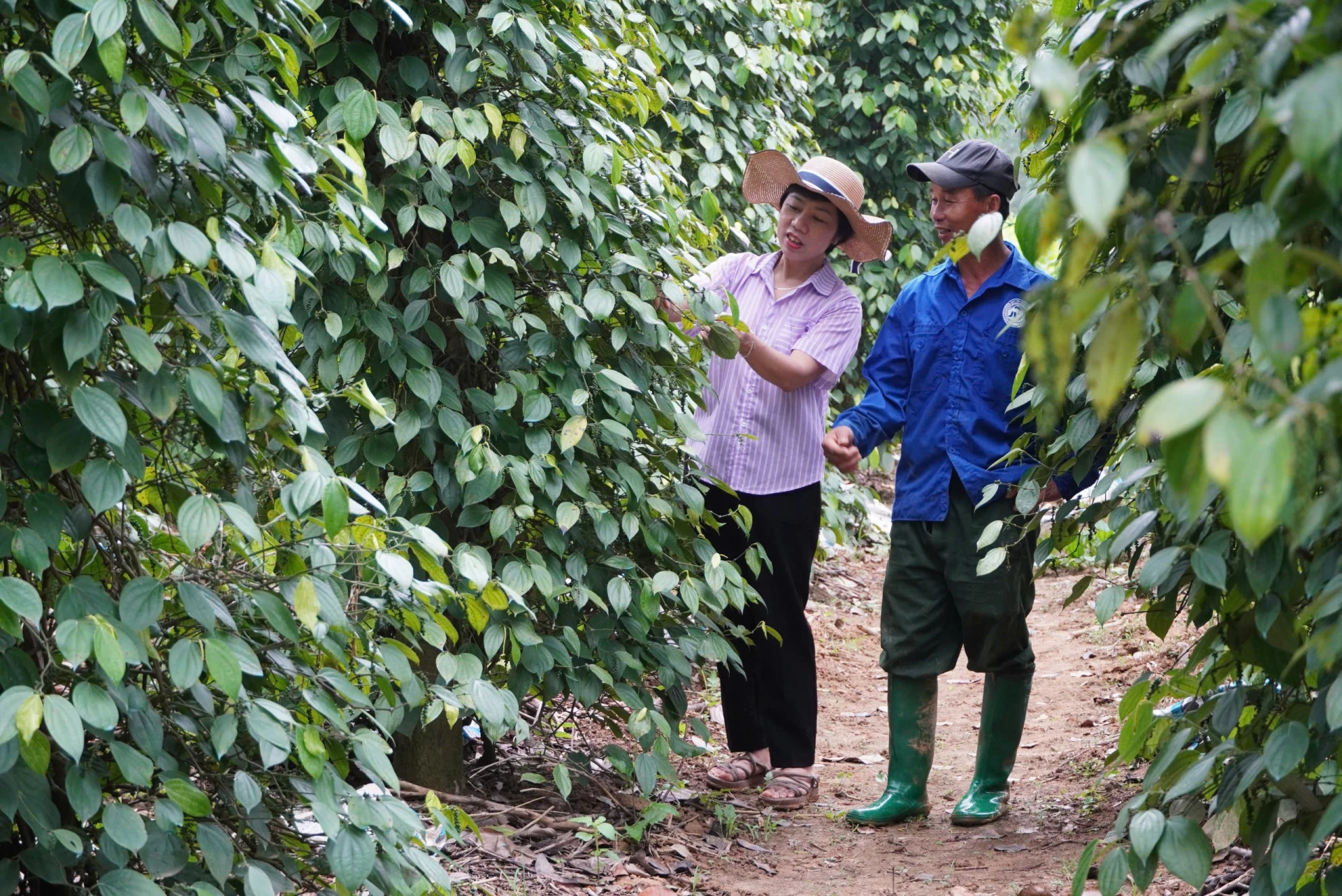 គំរូផលិតកម្មកសិកម្មជាច្រើននៅឃុំណាំត្រាចត្រូវបានសមាជិក និងកសិករអនុវត្តប្រកបដោយប្រសិទ្ធភាព - រូបភាព៖ C.N