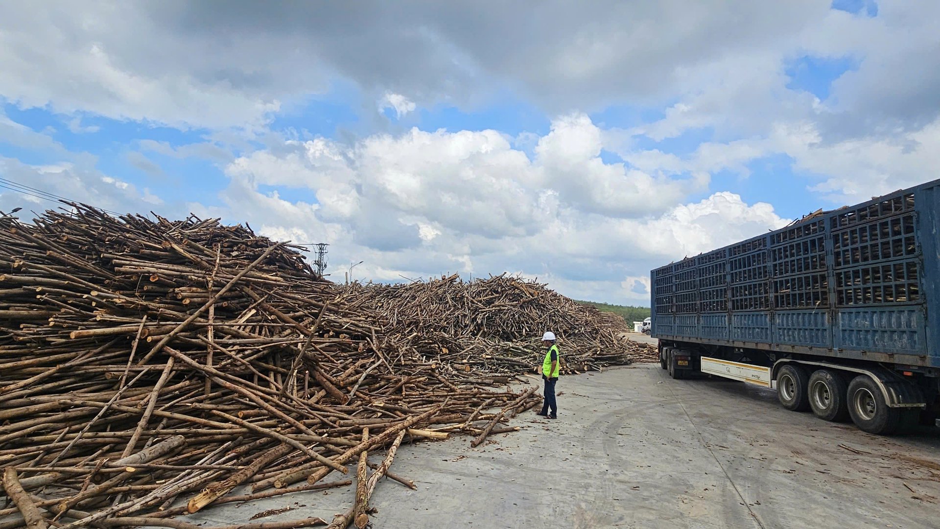 Kayu yang ditanam menjadi bahan baku pabrik. Foto: T. Phung. Gỗ rừng trồng là nguyên liệu cho nhà máy. Ảnh: T. Phùng.