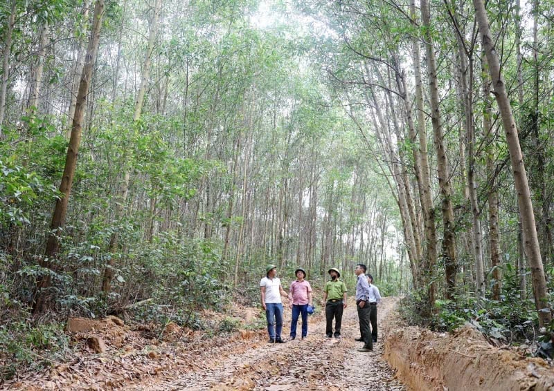 Para rimbawan merasa aman dalam mengembangkan hutan lestari sesuai standar FSC. Foto: T. Phung. Người trồng rừng an tâm phát triển rừng bền vững theo tiêu chuẩn FSC. Ảnh: T. Phùng.