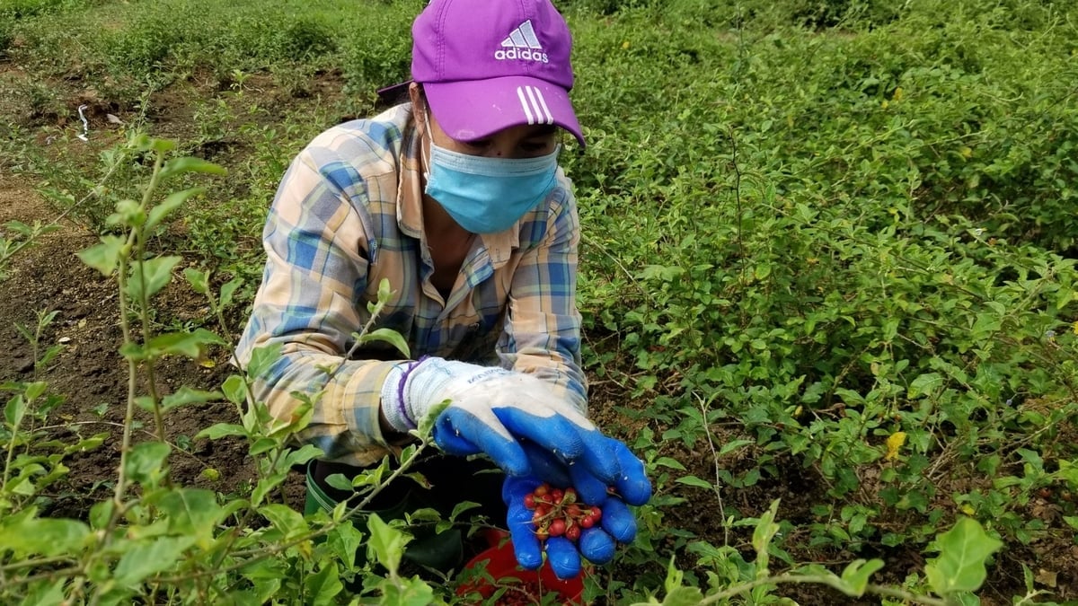 Skörd av Solanum procumbens. Foto: Nguyen Thi Tham. Thu hái cà gai leo. Ảnh: Nguyễn Thị Thắm.