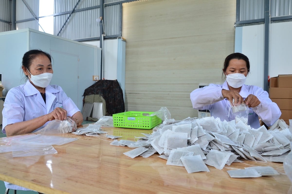 Bearbetning av tepåsar. Foto: Nguyen Thi Tham. Chế biến trà túi lọc. Ảnh: Nguyễn Thị Thắm.