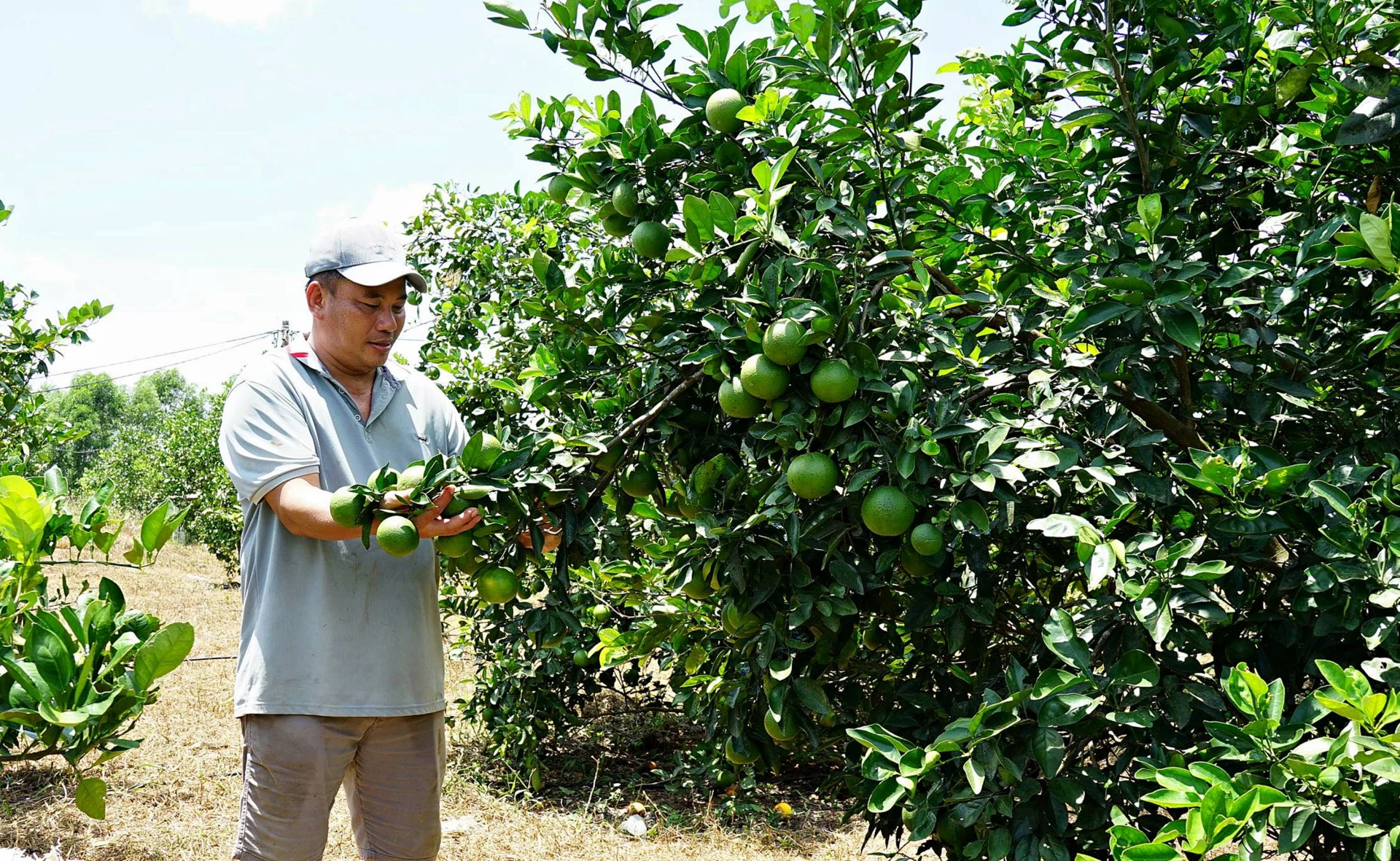 សួនក្រូចរបស់លោក Bui Quang Huyen បំពេញតាមស្តង់ដារសរីរាង្គរបស់វៀតណាម - រូបថត៖ L.A