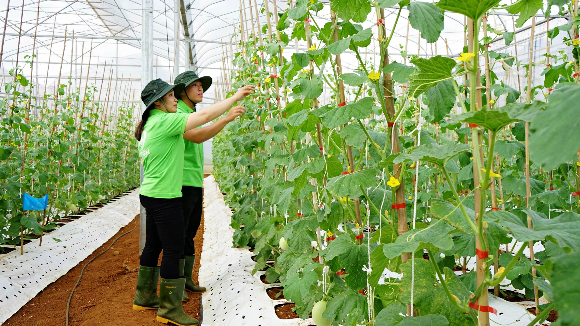 ការថែរក្សាផ្លែឪឡឹកពណ៌សនៅក្នុងផ្ទះកញ្ចក់នៅកសិដ្ឋាន Dfarm Quang Tri - រូបថត៖ L.A