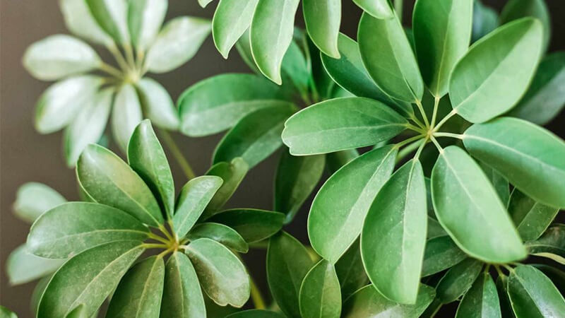 Apakah faedah kesihatan daun ivy? - Foto 1. la