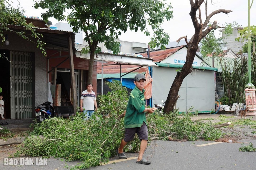 Oamenii decojesc copacii înainte ca furtuna nr. 13 să ajungă la uscat, conform așteptărilor.