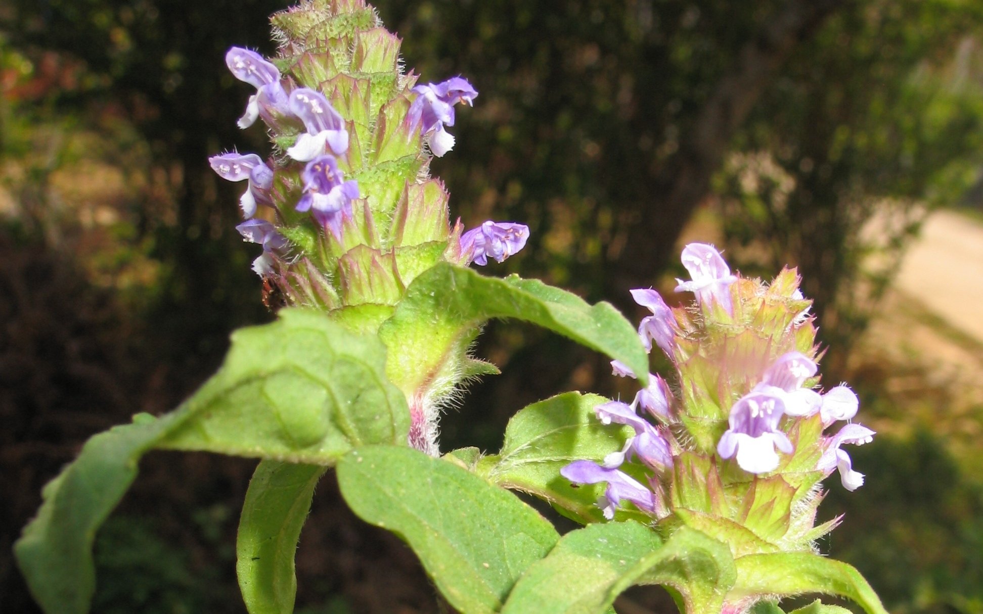 4 klíčové skupiny řešení na podporu udržitelného využívání léčivých zdrojů ve Vietnamu - Foto 2. Hoàn thiện cơ chế bảo tồn và phát triển giống dược liệu: Bước đi chiến lược cho y học cổ truyền Việt Nam