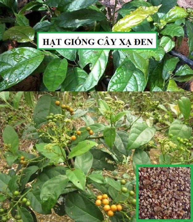 4 klíčové skupiny řešení na podporu udržitelného využívání léčivých zdrojů ve Vietnamu - Foto 3. 2