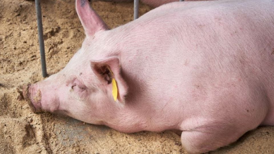 តម្លៃជ្រូកនៅថ្ងៃទី 4 ខែវិច្ឆិកា ឆ្នាំ 2025៖ មានស្ថិរភាពនៅក្នុងតំបន់ទាំង 3