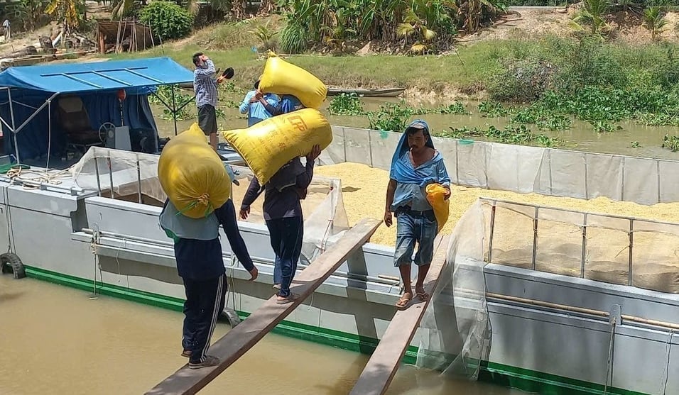 Cập nhật giá lúa gạo hôm nay 6/11/2025 mới nhất