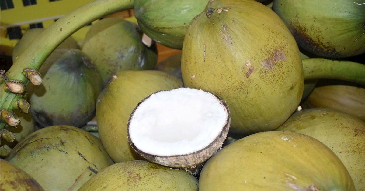 Bảo vệ sức khỏe cho cây dừa Việt Nam