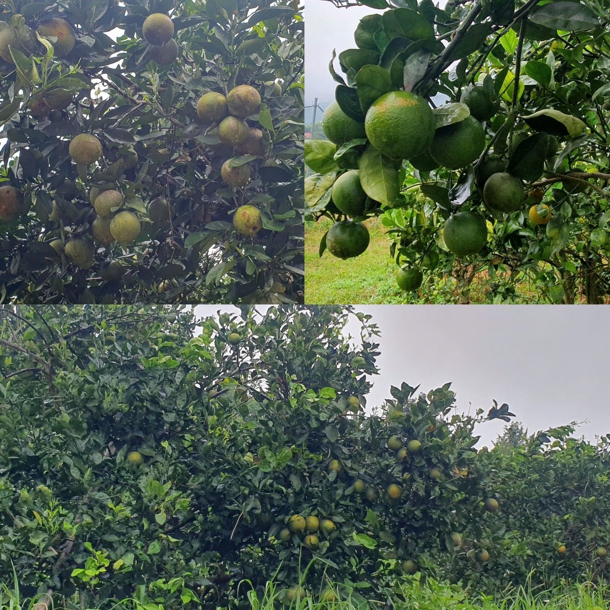 Sen Ngoc Cooperatives apelsinträdgård är full av frukt, redo för skörd. Foto: Quan Dung. Vườn cam xoàn trĩu quả của HTX Sen Ngọc chuẩn bị đến mùa thu hoạch. Ảnh: Quán Dũng.