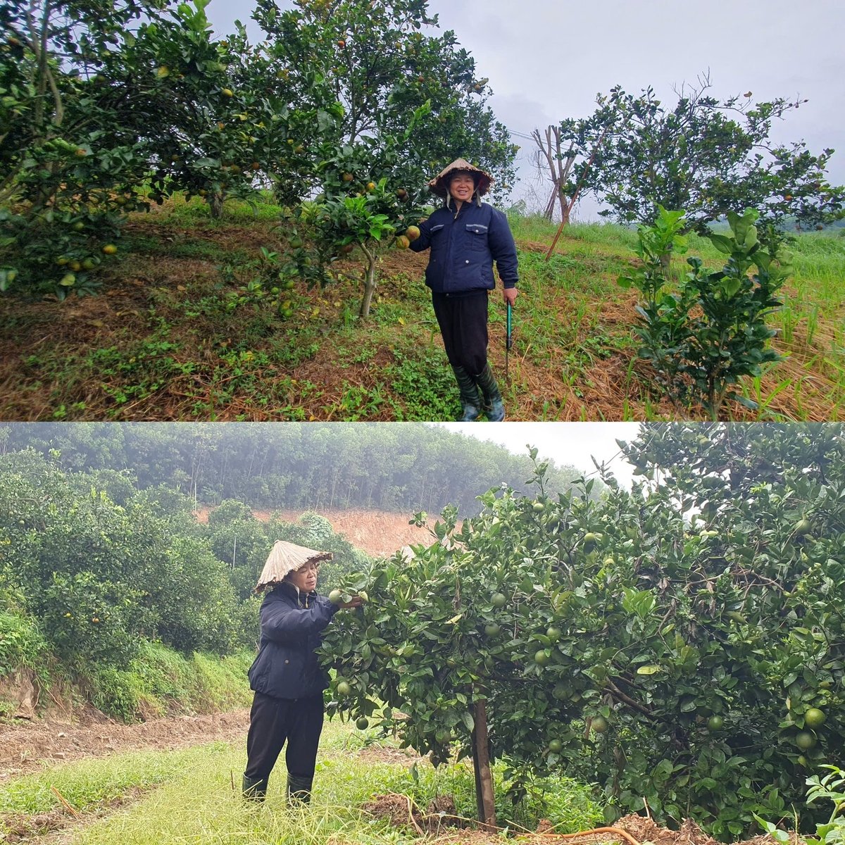 Fru Tran Thi Huyen, chef för Sen Ngoc Cooperative, den första OCOP-apelsinodlaren i Van Son kommun. Foto: Quan Dung. Bà Trần Thị Huyền, Giám đốc HTX Sen Ngọc người trồng cam xoàn OCOP đầu tiên của xã Vân Sơn. Ảnh: Quán Dũng.