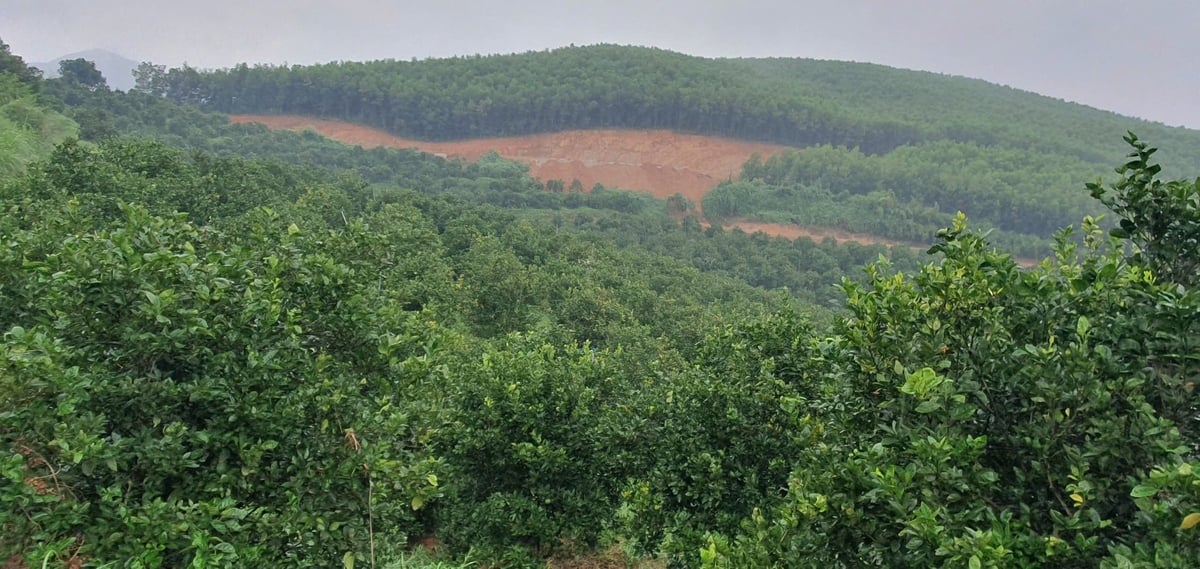 VietGAP:s standardmodell för apelsinodling ger hög ekonomisk effektivitet. Foto: Quan Dung. Mô hình trồng cam xoàn tiêu chuẩn VietGAP mang lại hiệu quả kinh tế cao. Ảnh: Quán Dũng.