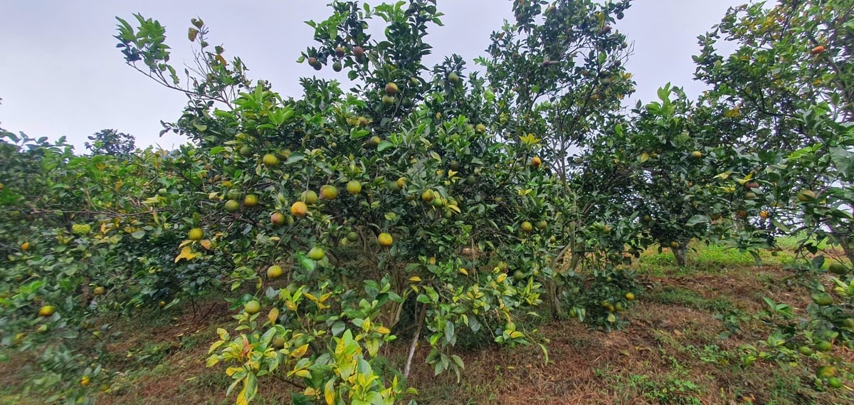 Sen Ngoc Cooperative har HTX Sen Ngọc đã 'biến' giống cam xoàn vốn quen thuộc ở miền Tây Nam Bộ thành một đặc sản mới của Bắc Ninh. Ảnh: Quán Dũng.