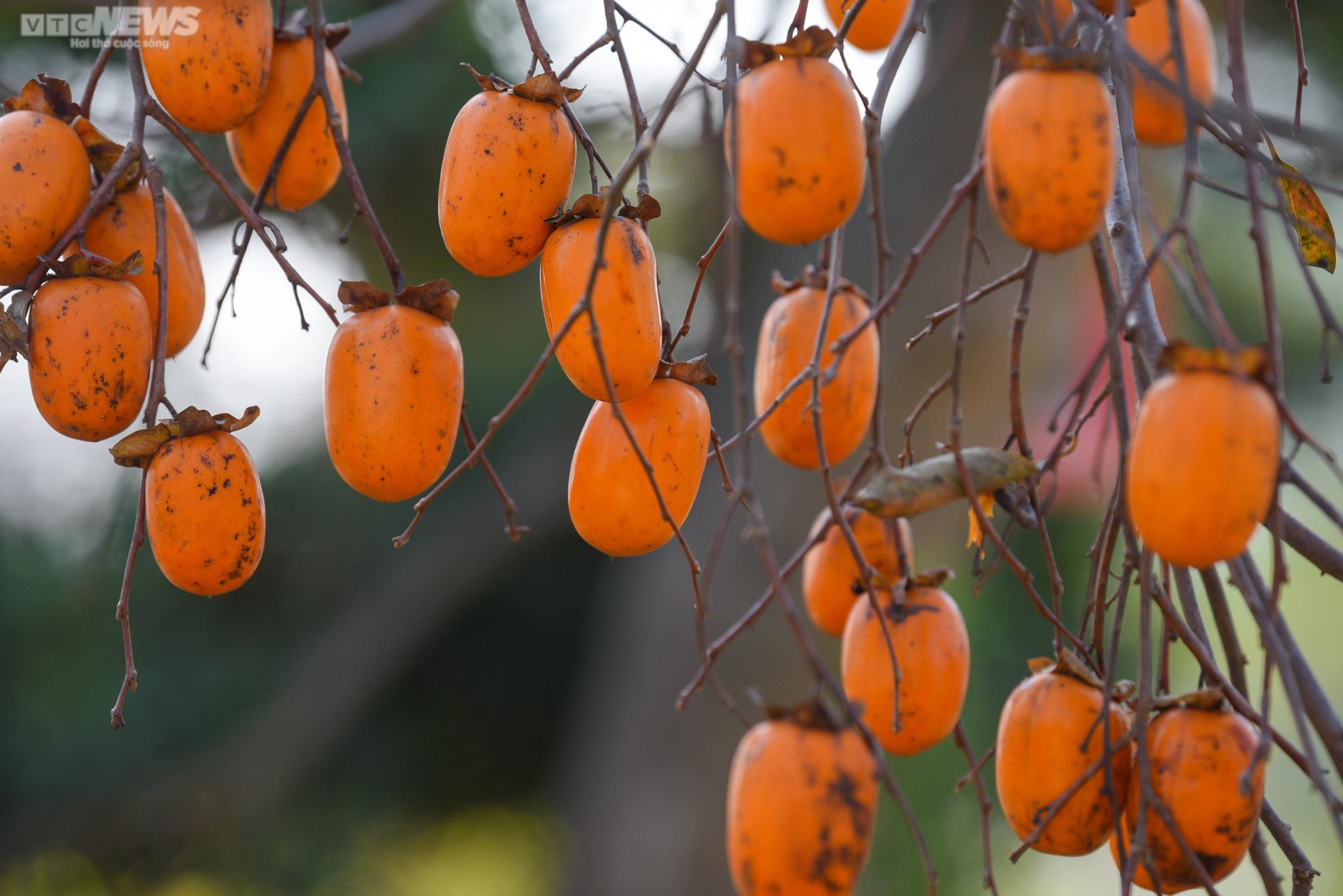 Thích mê vườn hồng trĩu quả, chín mọng giữa lòng Mộc Châu