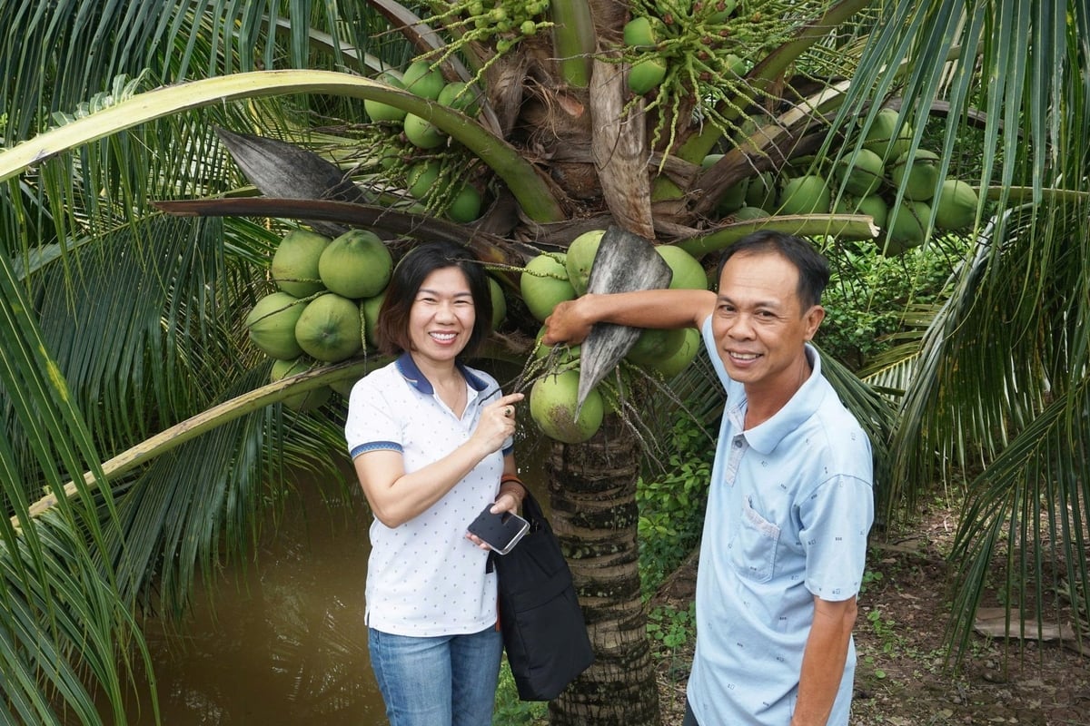 Sản xuất dừa đang chuyển mạnh sang hướng hữu cơ, nâng cao giá trị gia tăng. Ảnh: Minh Đãm.