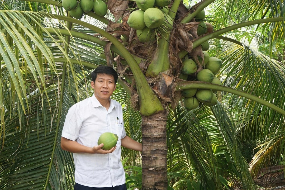 Cây dừa vẫn còn tiềm năng phát triển rất lớn tại nước ta. Ảnh: Lê Hoàng Vũ.