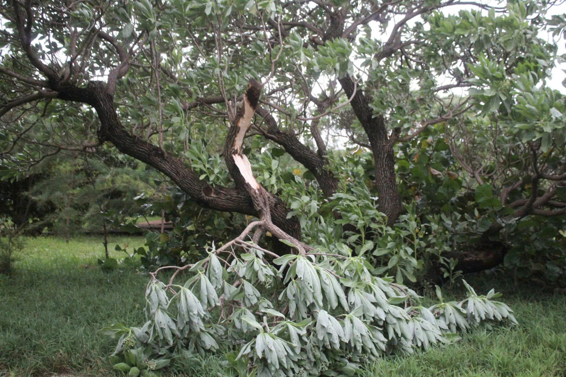 On the islands, some trees were broken and felled by the storm.