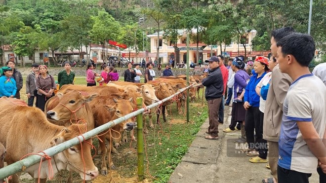 Základní podpora udržitelného snižování chudoby v Tuyen Quang