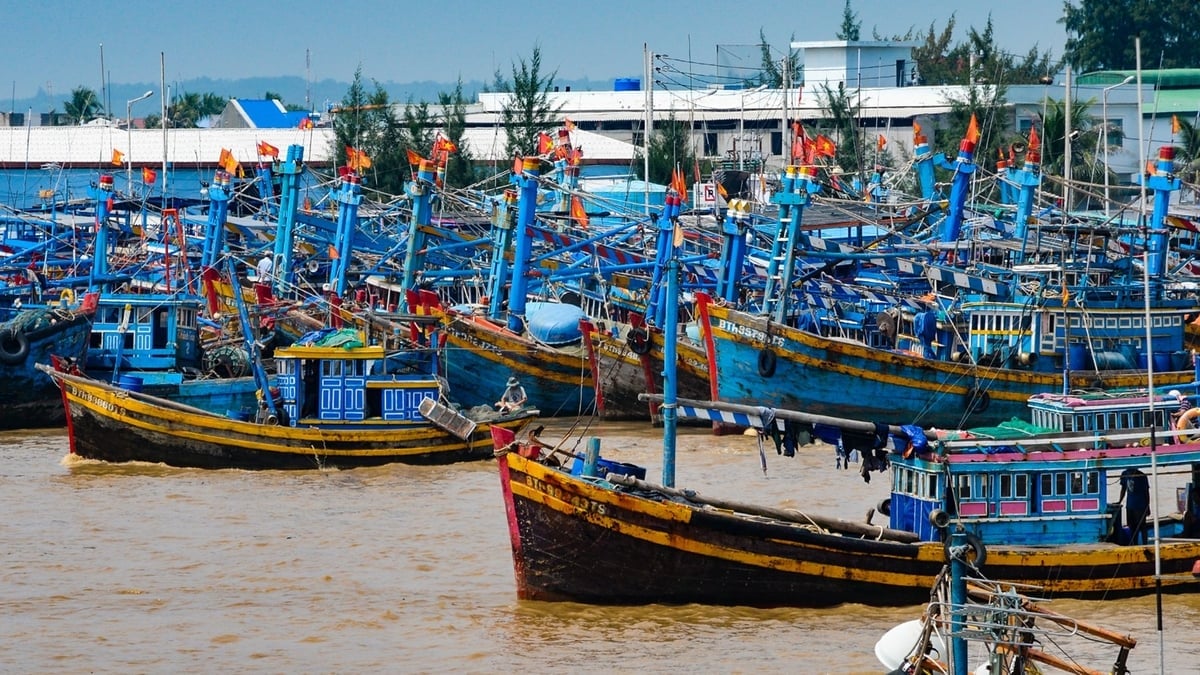 ເຮືອປະມົງທຸກລຳຂອງແຂວງໄດ້ຮຽກຮ້ອງໃຫ້ຍ້າຍໄປຢູ່ບ່ອນສະເຕກທີ່ປອດໄພ ແລະ ຫ້າມອອກສູ່ທະເລຈົນກວ່າຈະແຈ້ງໃຫ້ຊາບ. ພາບ: ຟ້າມຮວາຍ. Toàn bộ phương tiện khai thác thủy sản của tỉnh đã được yêu cầu di chuyển vào nơi neo đậu an toàn, không ra khơi cho đến khi có thông báo mới. Ảnh: Phạm Hoài.