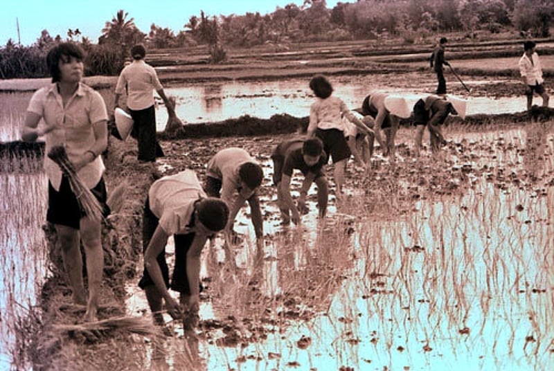 Competição de plantio de arroz organizada pela União da Juventude da Cidade de Ho Chi Minh em 1985. Foto: TL.