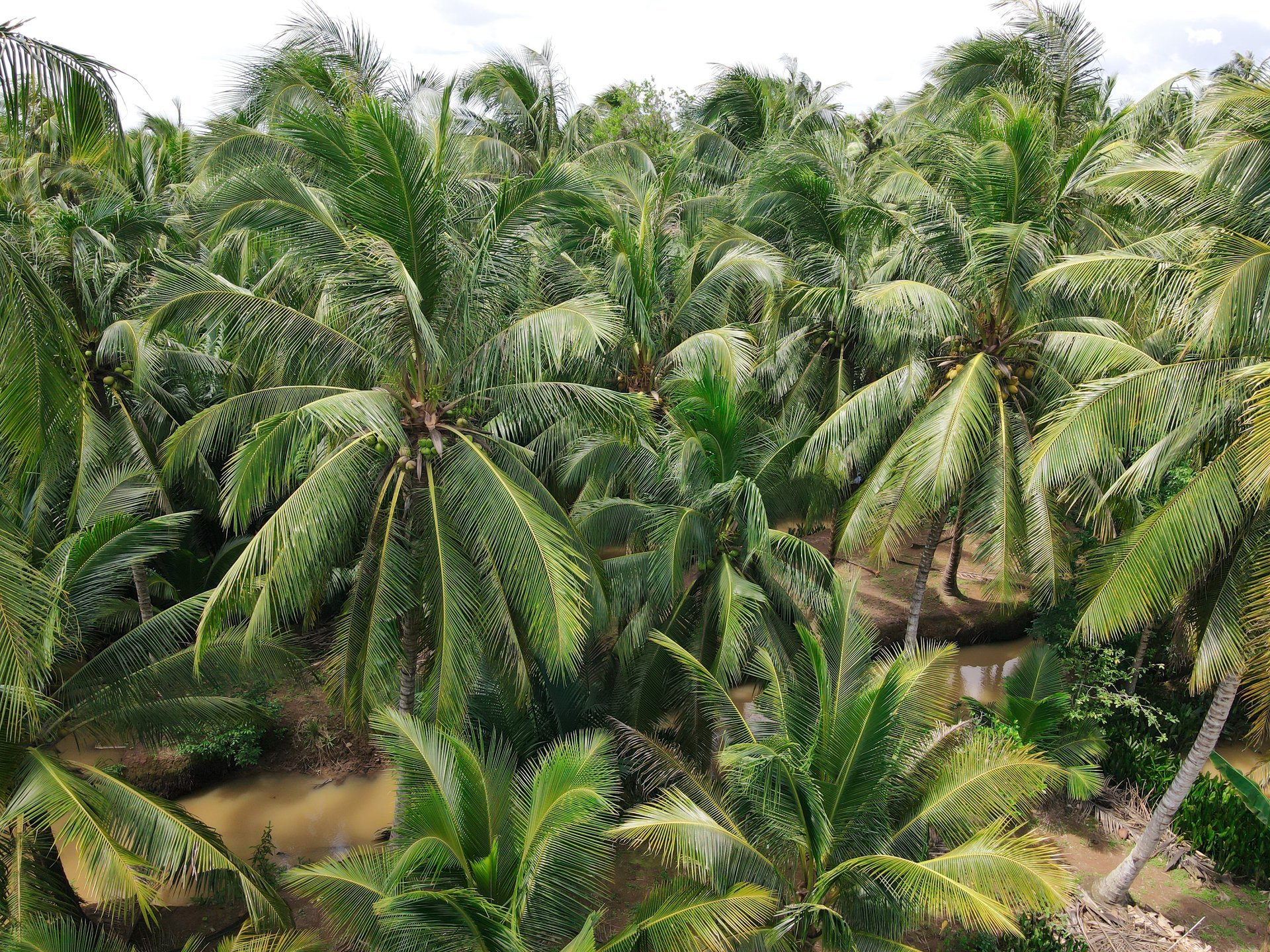 Vietnam är den fjärde största exportören av kokosnöt i Asien-Stillahavsområdet och den femte största i världen. Foto: Le Hoang Vu. Việt Nam là quốc gia đứng thứ tư khu vực châu Á - Thái Bình Dương và thứ năm thế giới về xuất khẩu dừa. Ảnh: Lê Hoàng Vũ.
