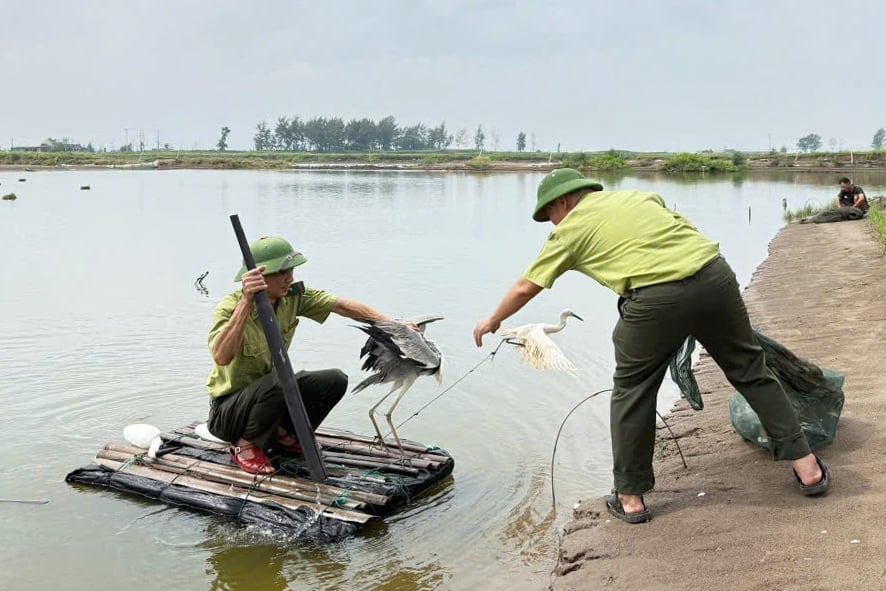เจ้าหน้าที่กำลังช่วยเหลือนกป่า ภาพ: กรมอนุรักษ์ป่านิญบิ่ญ Lực lượng chức năng giải cứu chim hoang dã. Ảnh: Chi cục Kiểm lâm Ninh Bình.