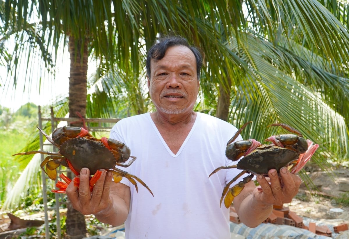 양식업은 오랫동안 까마우 지방 농부들의 강점이었습니다. 사진: 김 안. Nuôi trồng thủy sản là thế mạnh xưa nay của nông dân tỉnh Cà Mau. Ảnh: Kim Anh.