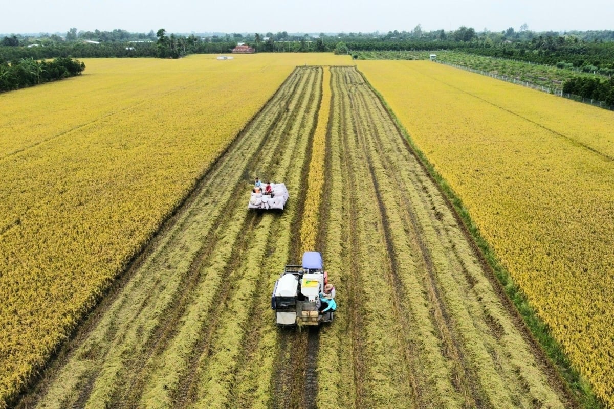 최근 몇 년간 메콩 삼각주의 쌀 생산은 큰 진전을 이루었습니다. 특히 기계화, 과학기술, 그리고 첨단 생산 기술을 적용하여 품질을 향상시키고 배출량을 줄이는 것이 눈에 띕니다. 사진: 김 안. Sản xuất lúa gạo vùng ĐBSCL những năm qua có nhiều bước tiến. Nổi bật là ứng dụng cơ giới hóa, khoa học công nghệ, kỹ thuật tiên tiến vào sản xuất để nâng cao chất lượng và giảm phát thải. Ảnh: Kim Anh.