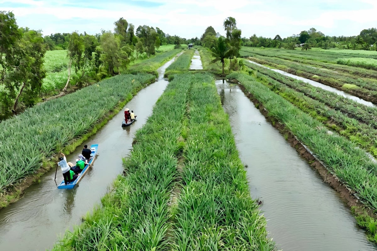 기업이 농가와 협력해 조성한 MD2 파인애플 원료단지. 사진: 김안 Vùng nguyên liệu khóm MD2 do doanh nghiệp liên kết với nông dân xây dựng. Ảnh: Kim Anh.