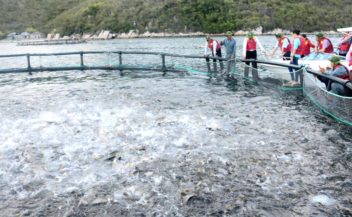 Khanh Hoa je jednou z provincií s velkým potenciálem pro mořské hospodářství. Foto: Kim So. Khánh Hòa là một trong những tỉnh đầy tiềm năng về nuôi biển. Ảnh: Kim Sơ.