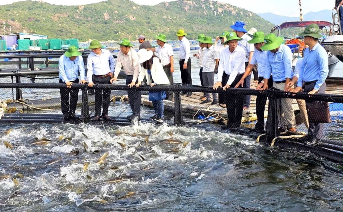 Model chovu mořských ryb s použitím HDPE klecí v zátoce Cam Ranh přináší vynikající ekonomickou efektivitu. Foto: Kim So. Mô hình nuôi cá biển bằng lồng HDPE tại vịnh Cam Ranh mang lại hiệu quả kinh tế vượt trội. Ảnh: Kim Sơ.