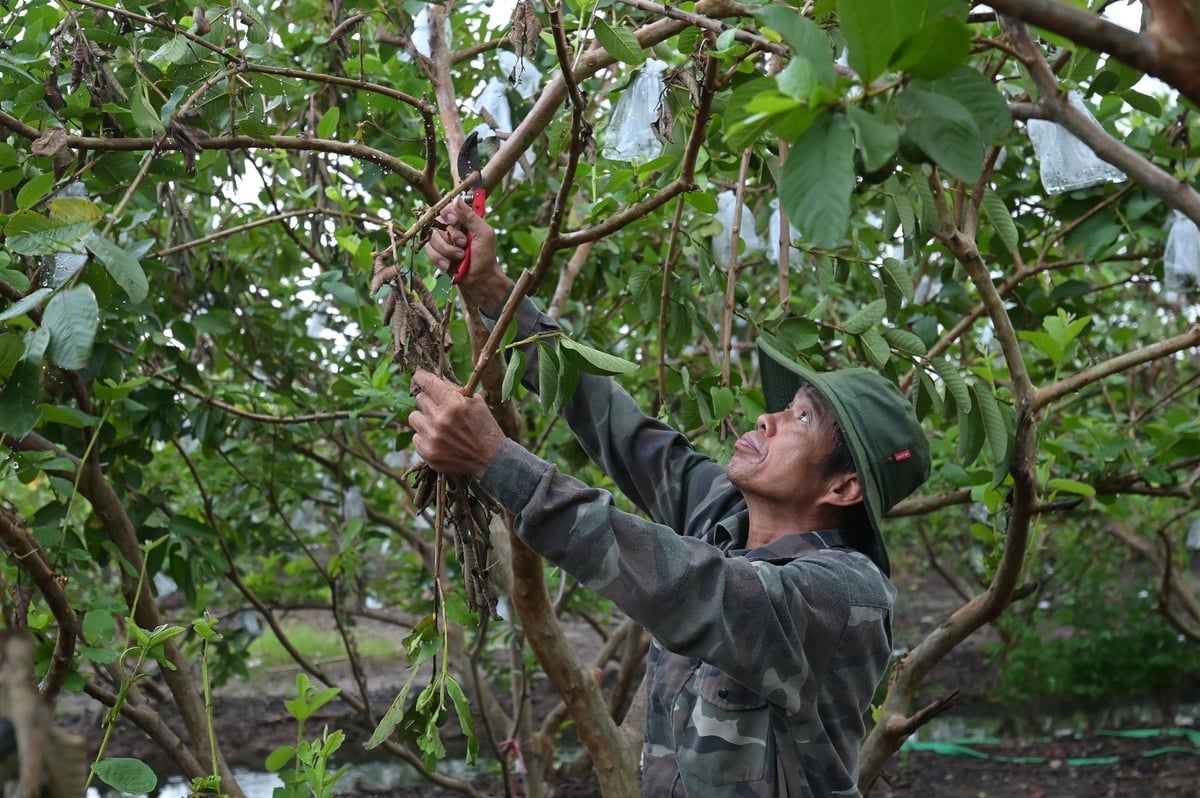 Superando las consecuencias del tifón Yagi en 2024 en Hai Duong (antiguo). Foto: Tung Dinh. Khắc phục hậu quả bão Yagi năm 2024 tại Hải Dương (cũ). Ảnh: Tùng Đinh.