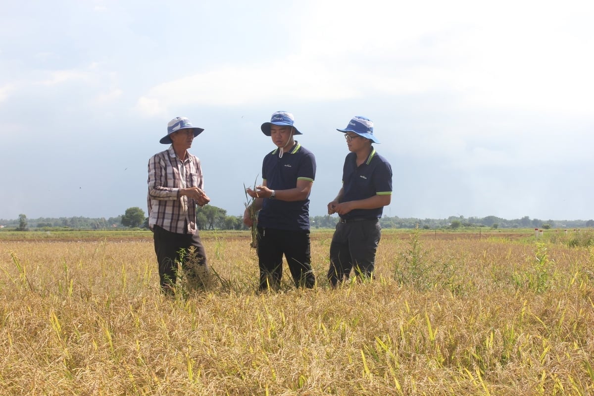 Kedjelänksprojekt för högkvalitativ risproduktion i Tay Ninh. Foto: T.T. Dự án liên kết chuỗi sản xuất lúa chất lượng cao tại Tây Ninh. Ảnh: T.T.