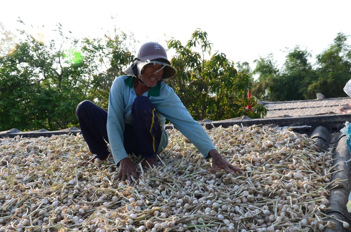 Những năm qua, người dân ở Lý Sơn canh tác tỏi theo phương thức truyền thống và chủ yếu bán sản phẩm thô ra thị trường. Ảnh: L.K.