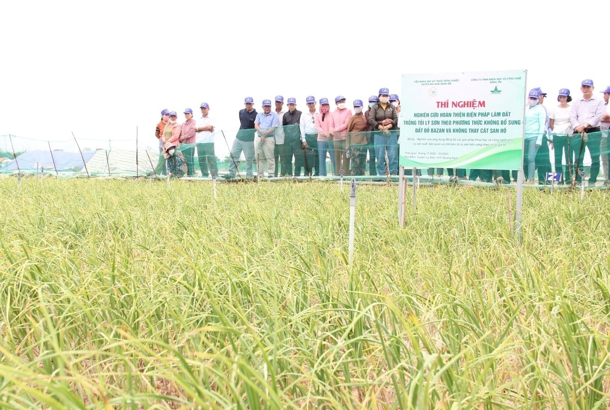 Mô hình thuộc đề tài 'Nghiên cứu ứng dụng đồng bộ các giải pháp khoa học và công nghệ phục vụ sản xuất, bảo quản và chế biến tỏi Lý Sơn bền vững theo chuỗi giá trị' được triển khai từ năm 2021. Ảnh: L.K.