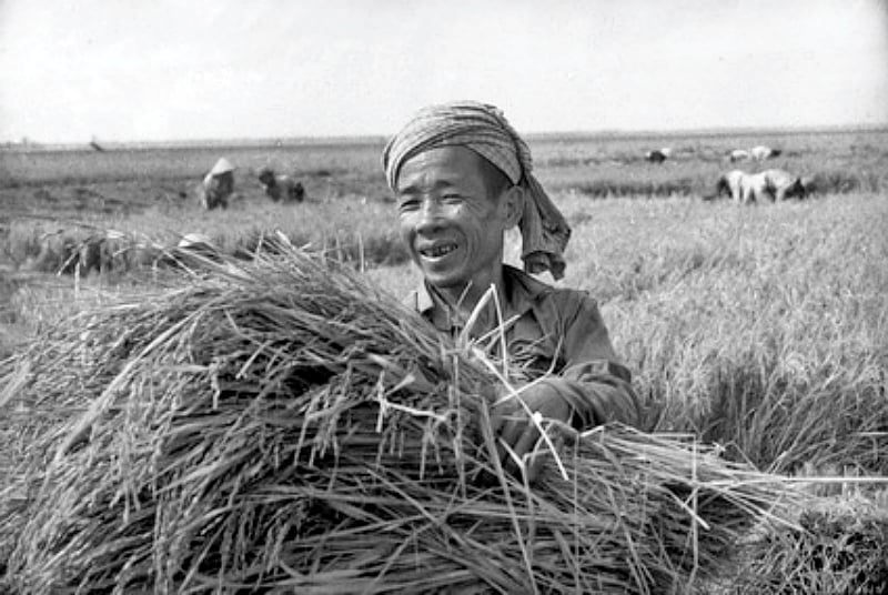 Rolnicy zbierają ryż wiosenny. Zdjęcie: TL. Nông dân thu hoạch lúa xuân. Ảnh: TL.