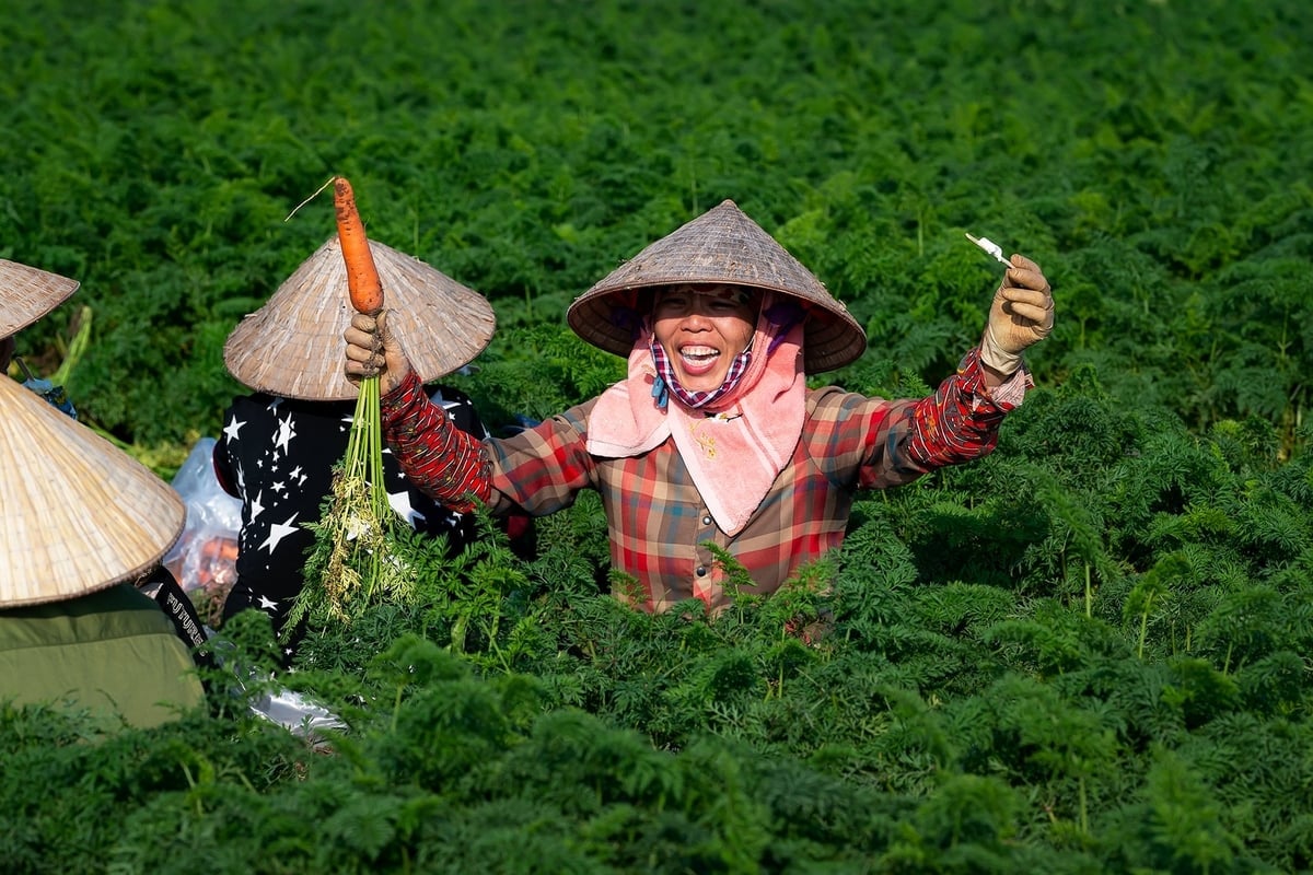 Zimowe plony na północy kraju pomagają rolnikom zwiększyć ilość żywności i dochodów. Zdjęcie: TL. Vụ Đông ở miền Bắc giúp người nông dân có thêm thực phẩm và thu nhập. Ảnh: TL.