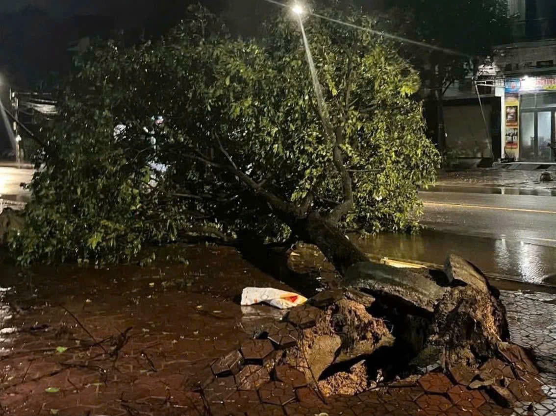 درخت اکھڑ گئے اور گر گئے۔