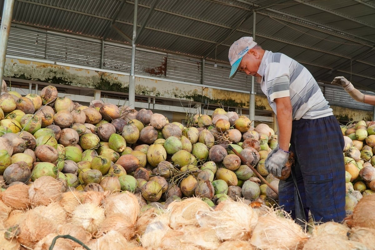 De Vietnamese kokosindustrie is voortdurend bezig met het innoveren van technologie, het investeren in moderne productielijnen, het ontwikkelen van nieuwe producten en het uitbreiden van exportmarkten. Foto: Le Hoang Vu. Ngành dừa Việt Nam đang không ngừng đổi mới công nghệ, đầu tư dây chuyền hiện đại, phát triển sản phẩm mới và mở rộng thị trường xuất khẩu. Ảnh: Lê Hoàng Vũ.