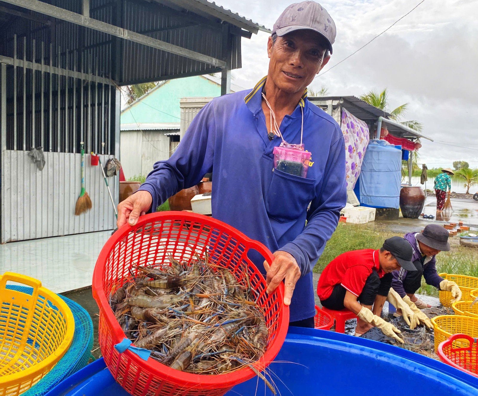 បង្គា Vinh Binh - សហករណ៍ស្រូវកើនឡើង