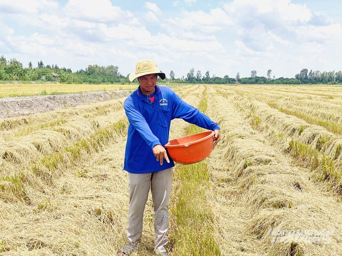Jordbrukare samlar halm efter att ha skördat ris för att sälja till svampodlare, vilket bidrar till att öka inkomsterna och begränsa halmförbränning som orsakar miljöföroreningar. Foto: Le Hoang Vu. Nông dân thu gom rơm rạ sau thu hoạch lúa để bán cho người trồng nấm, góp phần tăng thu nhập và hạn chế đốt rơm gây ô nhiễm môi trường. Ảnh: Lê Hoàng Vũ.