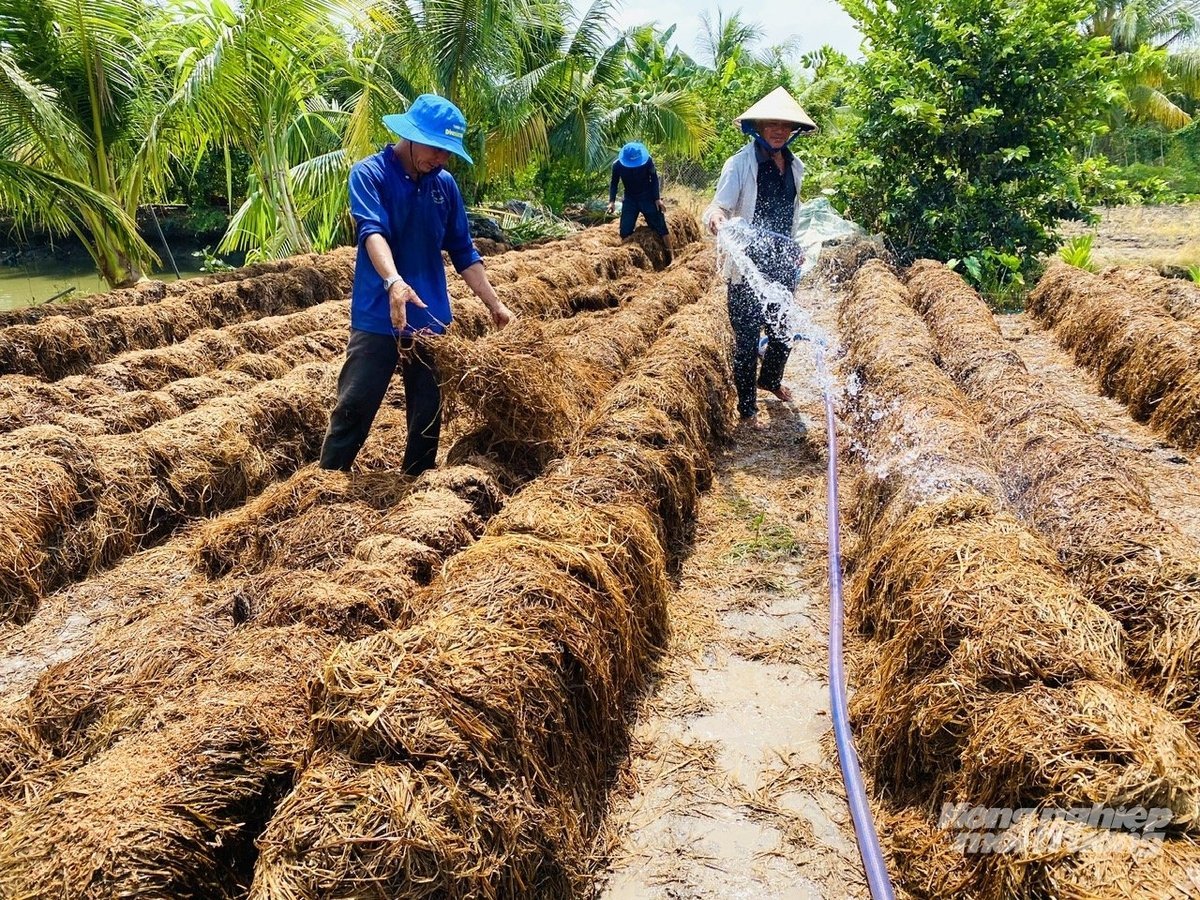 Människor använder halm för att odla svamp. Foto: Le Hoang Vu. Người dân tận dụng rơm rạ để làm nấm rơm. Ảnh: Lê Hoàng Vũ.