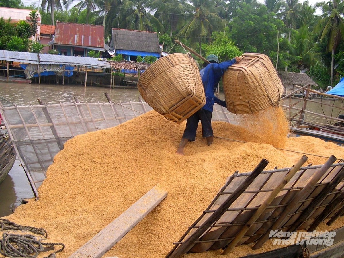Köper risskal på risfabriker. Foto: Le Hoang Vu. Thu mua trấu tại các nhà máy xay xát gạo. Ảnh: Lê Hoàng Vũ.