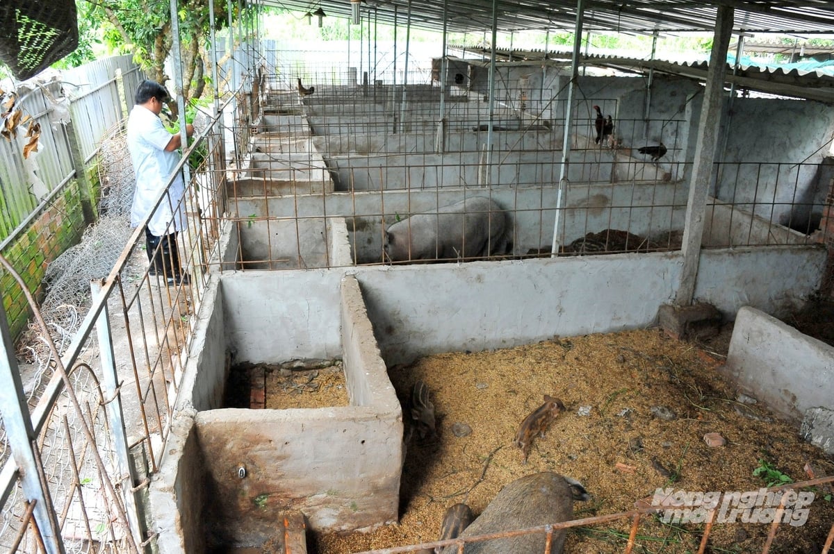 Att föda upp grisar på biologiskt strö minskar lukt och sparar vatten för rengöring av hällen. Foto: Le Hoang Vu. Nuôi heo trên đệm lót sinh học vừa giảm mùi hôi, vừa ít tốn nước rửa chuồng. Ảnh: Lê Hoàng Vũ.