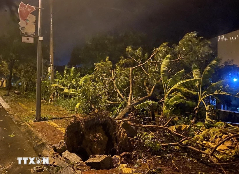 Pohon tumbang akibat angin kencang. (Foto: Le Phuoc Ngoc/VNA)