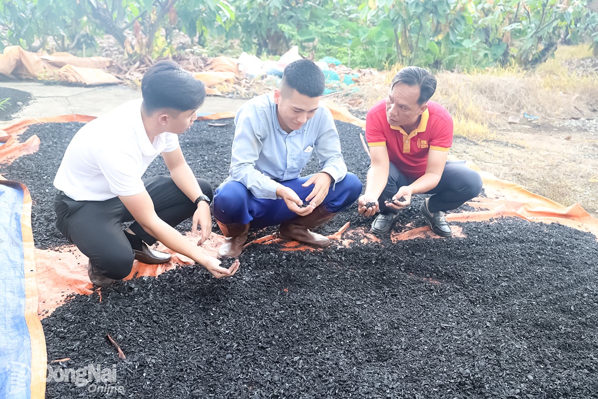 El presidente del Consejo de Administración de Trong Duc Cocoa Company Limited, Dang Tuong Khanh (portada derecha), presenta el biocarbón elaborado a partir de cáscaras de cacao. Foto: B. Nguyen